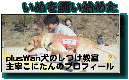 いぬを飼い始めた